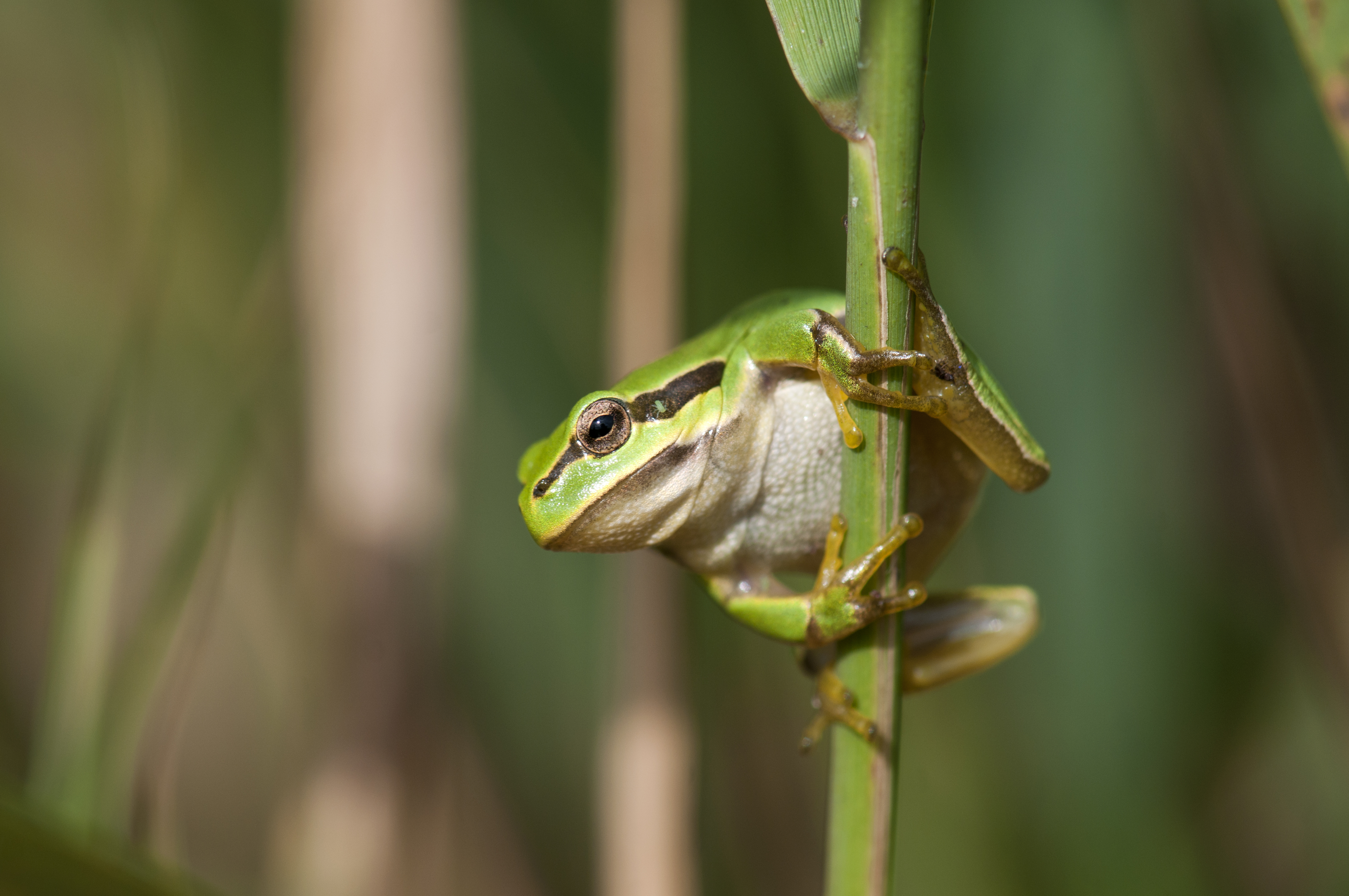 Grenouille